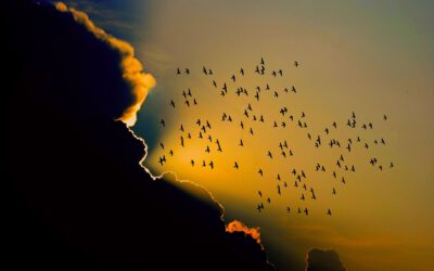 Zum Gedenken an unsere Schirmherrin